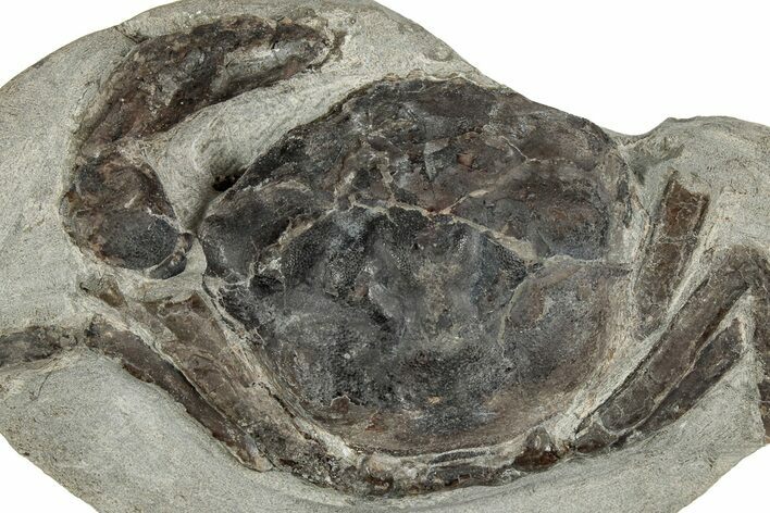 Eocene Fossil Crab (Pulalius) - Washington State #349492
